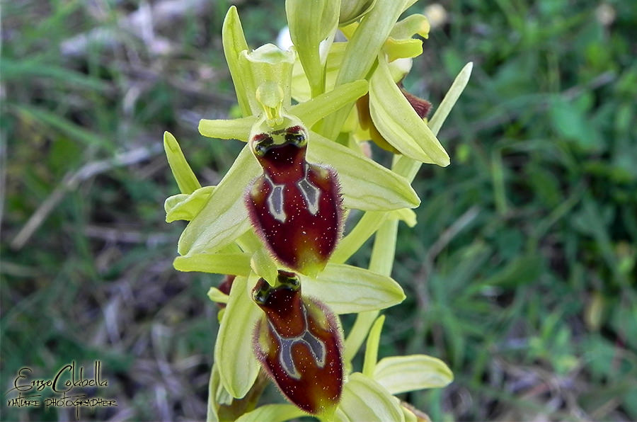 Ophrys spp. da determinare